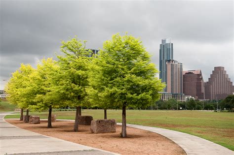 How cool are trees? Austin tree canopy is growing
